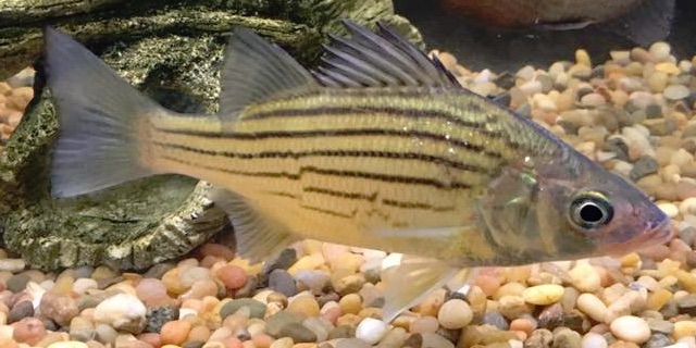 yellow bass in water