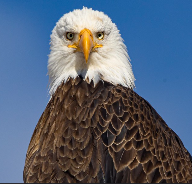 bald eagle looking at camera