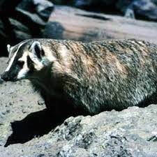 Badger on rock