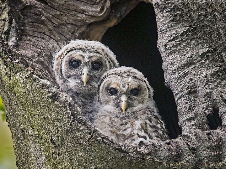 Pair of owls