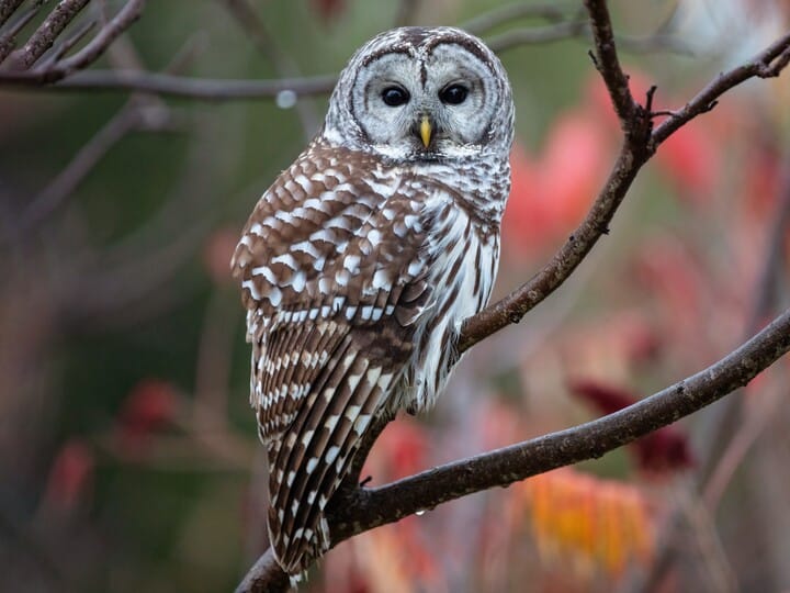 Barred owl in tree