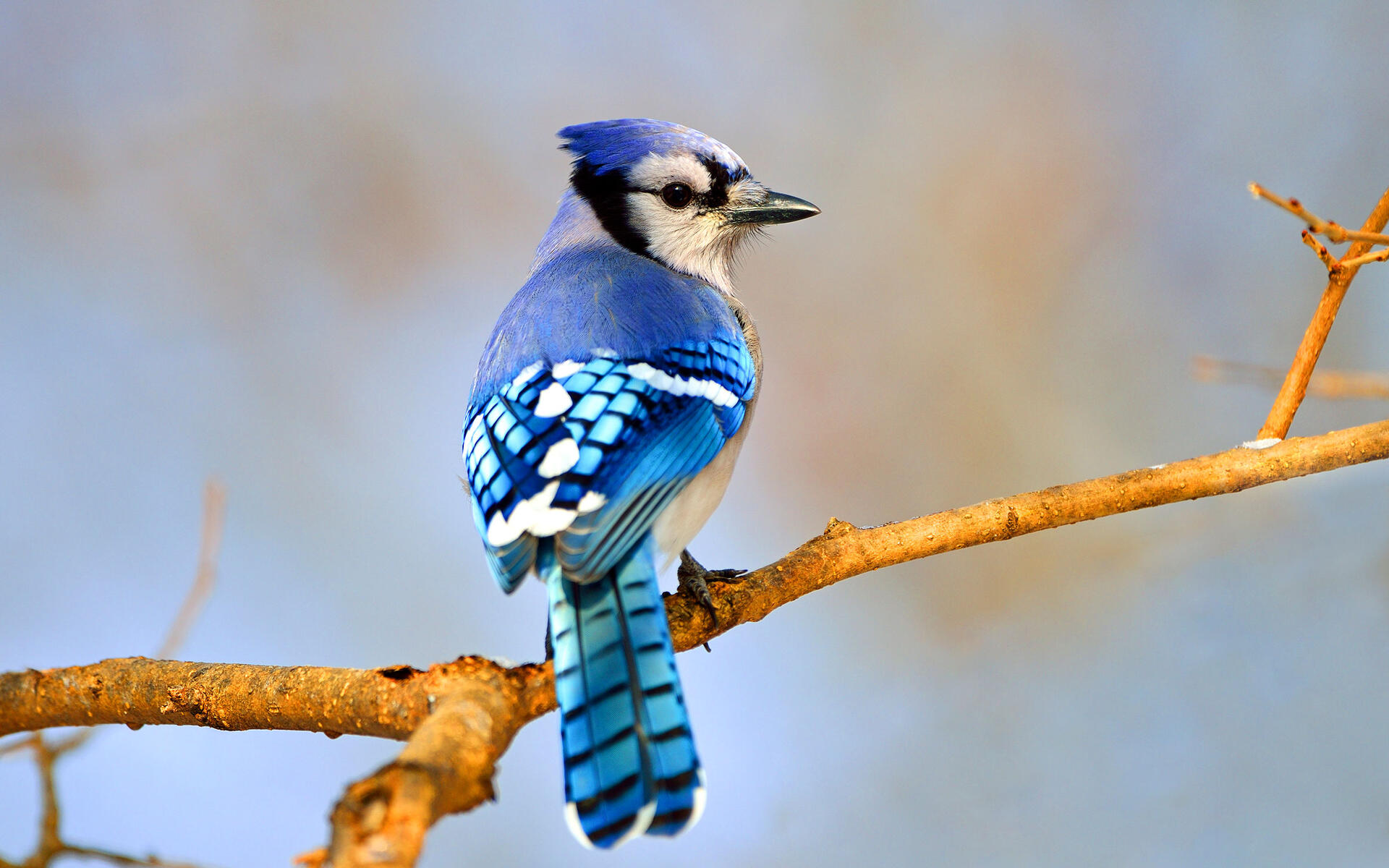 Bluejay