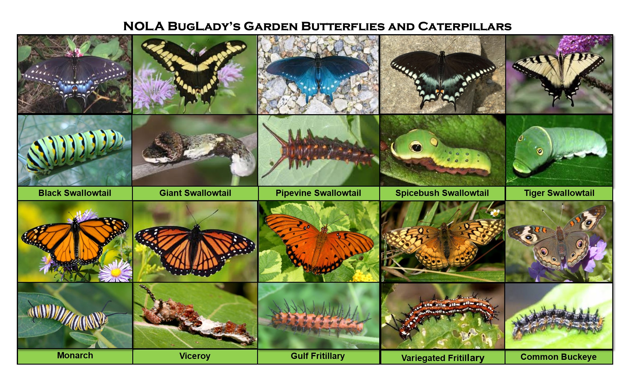 Guide to butterfly and caterpillars display of multiple photos.