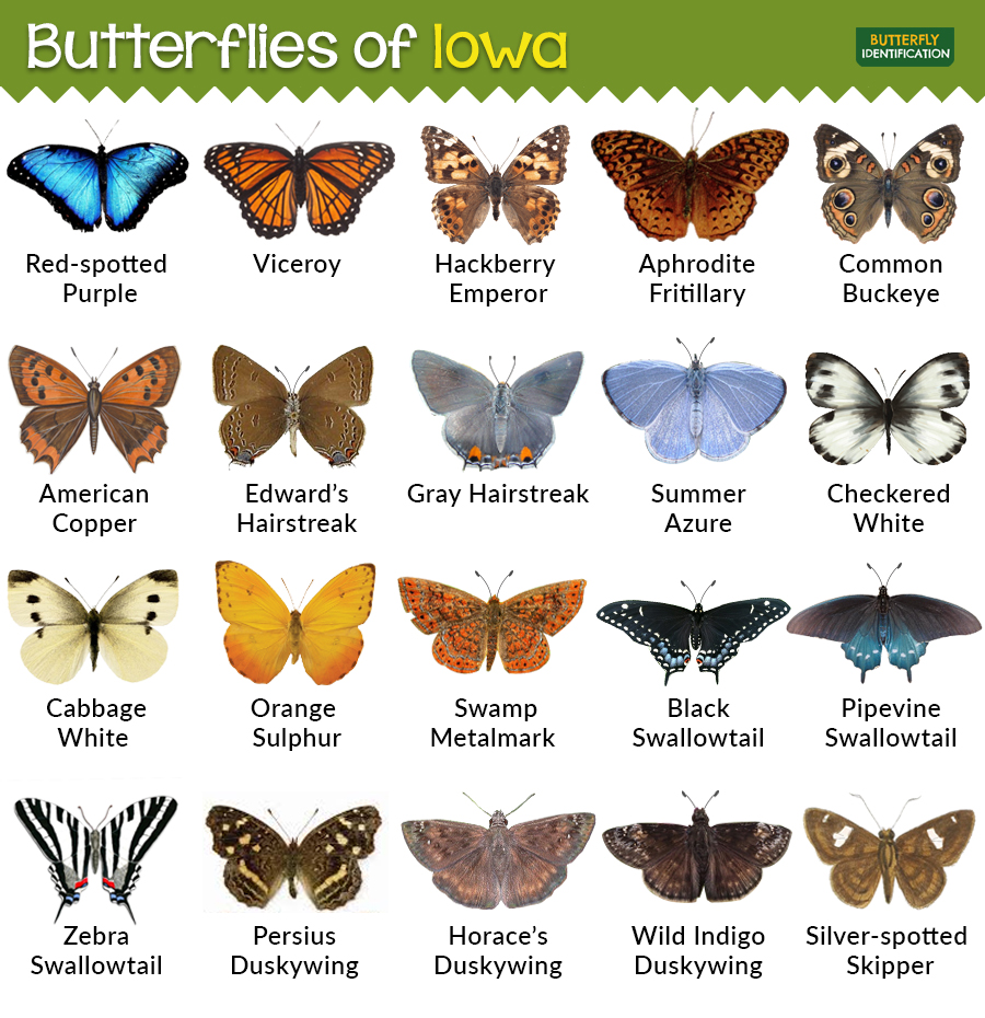 Iowa butterflies showing pictures of multiple butterflies.