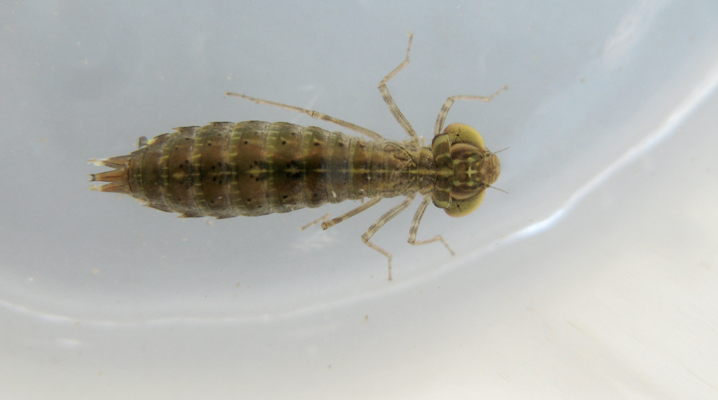 Dragonfly Larvae