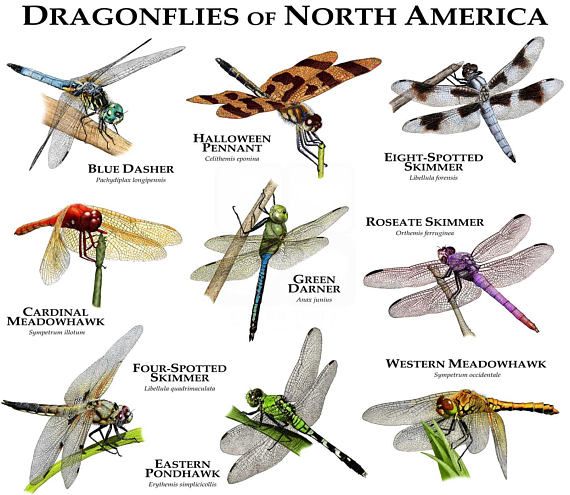 Dragonflies of North America