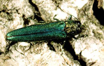 Emerald Ash Borer on tan background