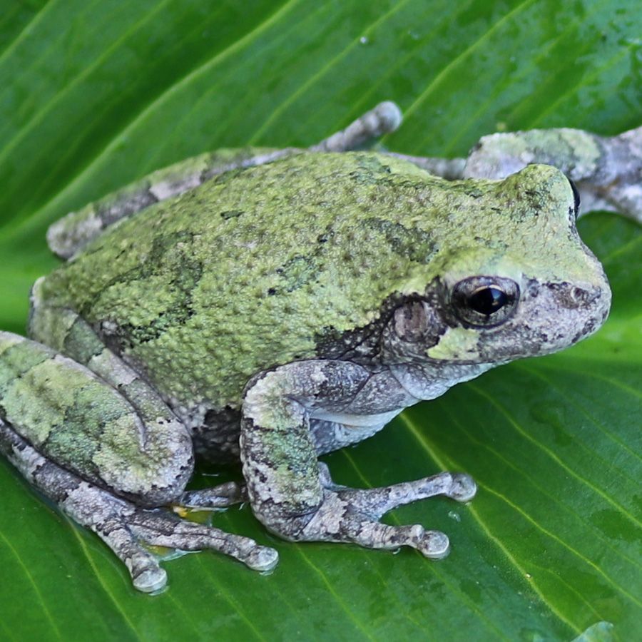 Frog on leaf