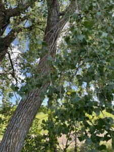 Cottonwood Tree full of leaves