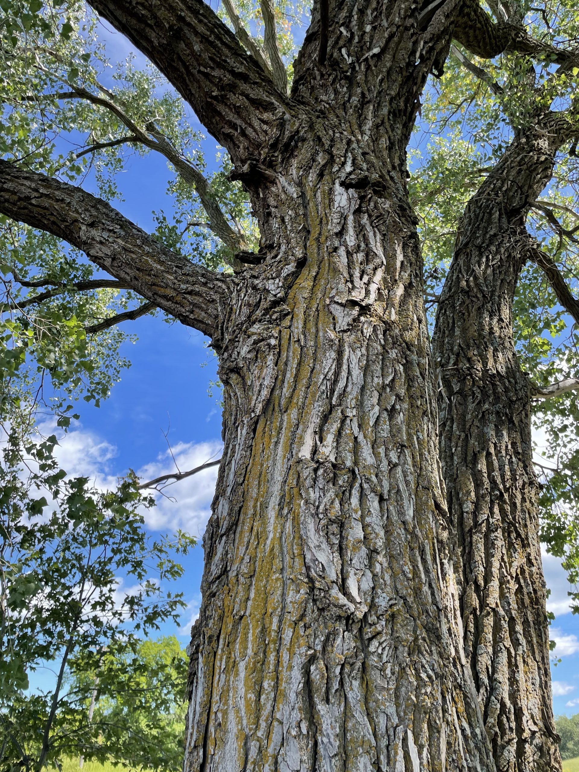 Cottonwood tree bark