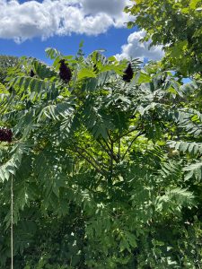 Sumac Leaves and sky.