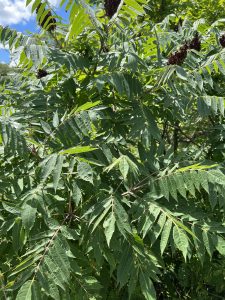 sumac leaves close up.
