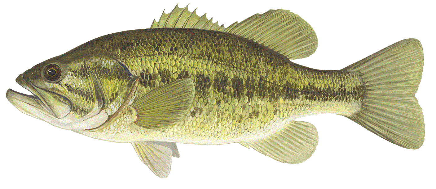 Large Mouth Bass Illustration