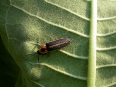 Lightning bug