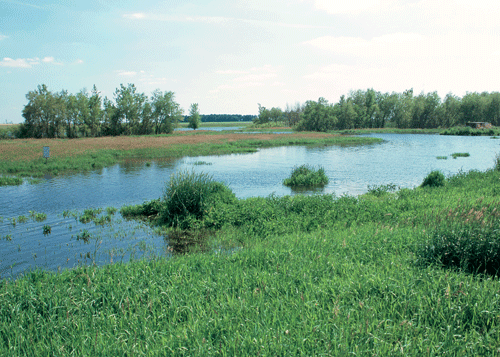 Fen showing water retention.