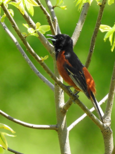 Orchard oriole