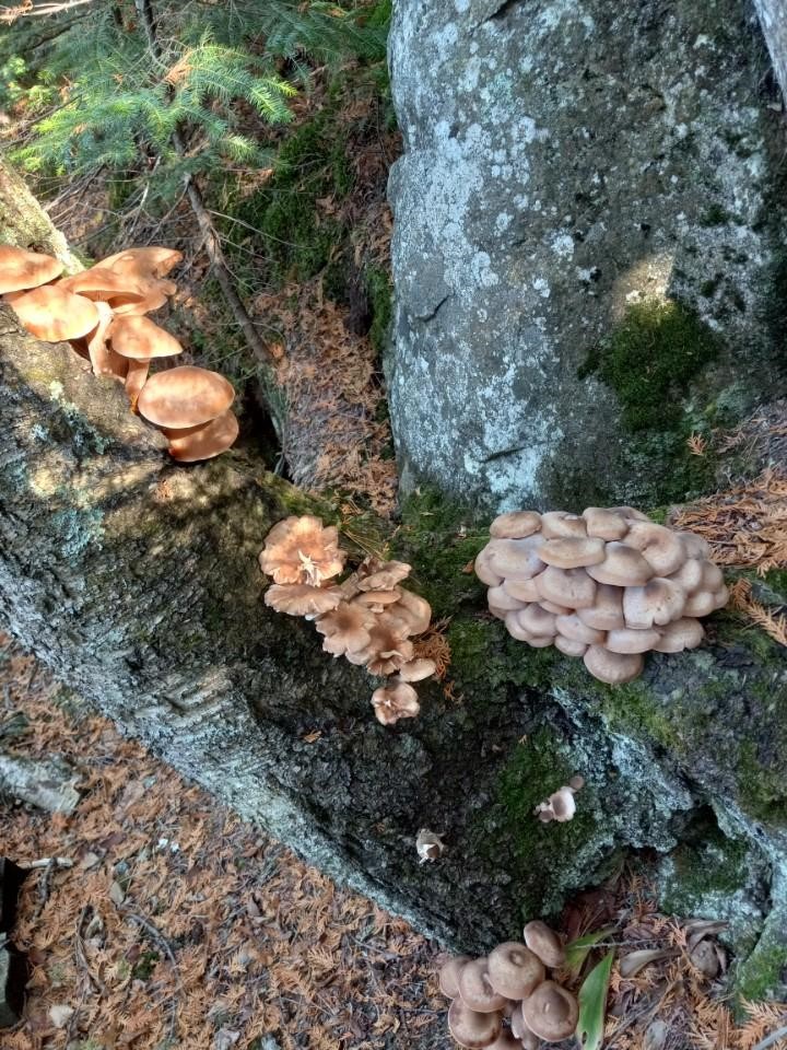 Oyster mushrooms