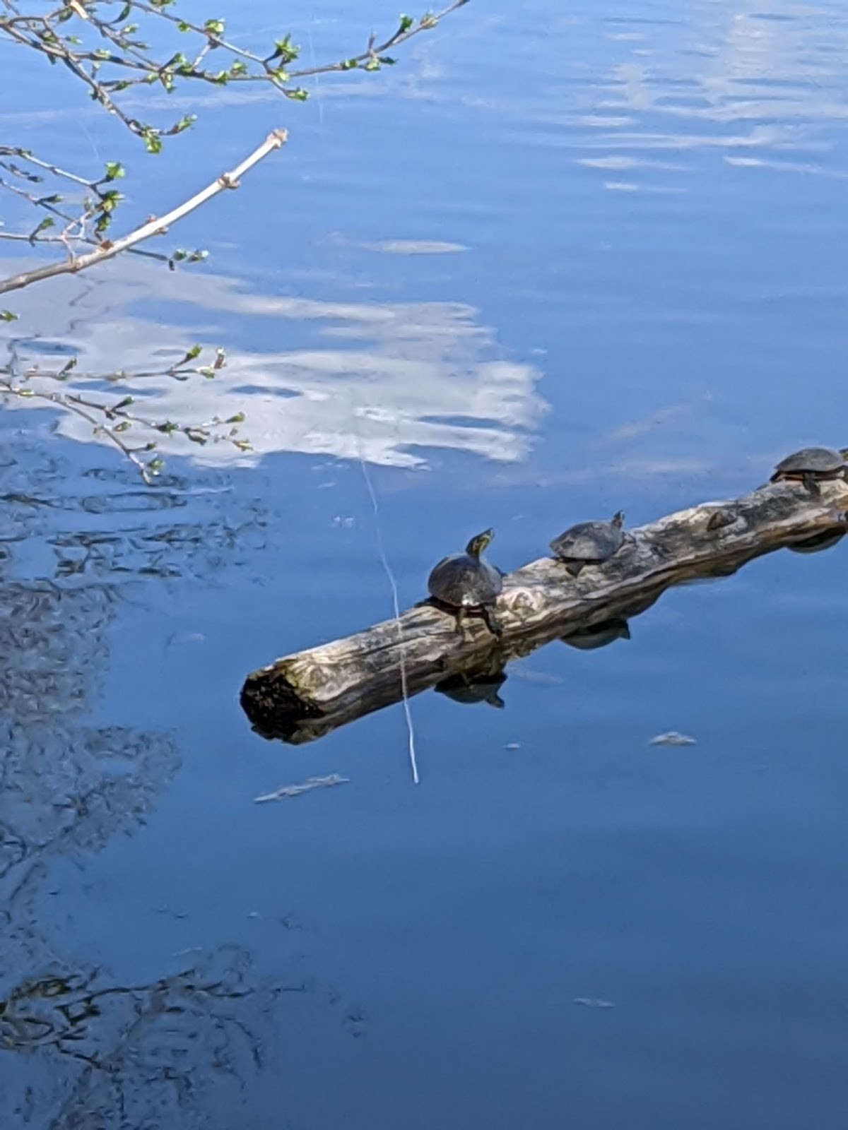 Painted Turtles on branch in lake