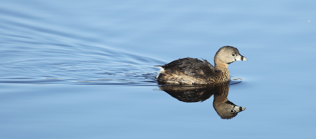 Pied Billed Grebe swimming in water.
