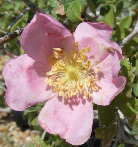 Rosa spithamea