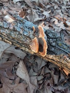 Shelf mushroom growing on tree branch