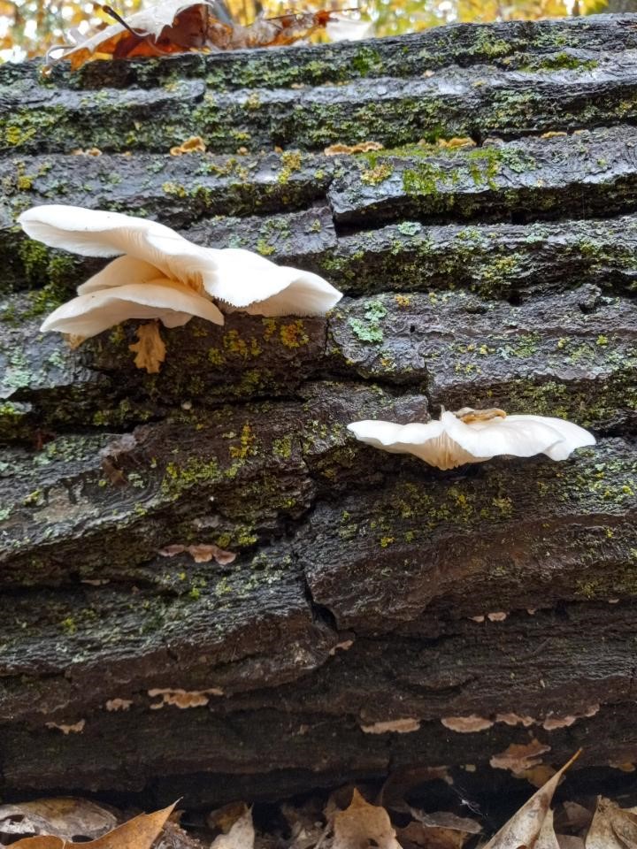 Shelf mushroom on log