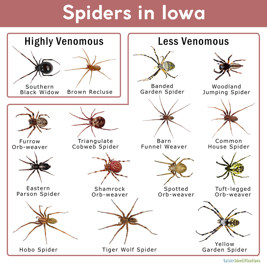 Spiders in Iowa Identification Chart