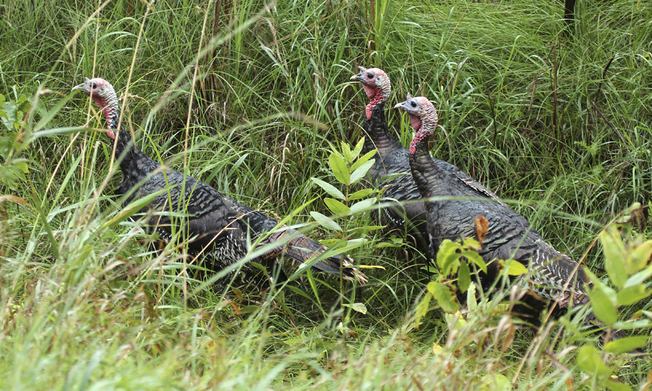Group of Wild Turkeys in the grass
