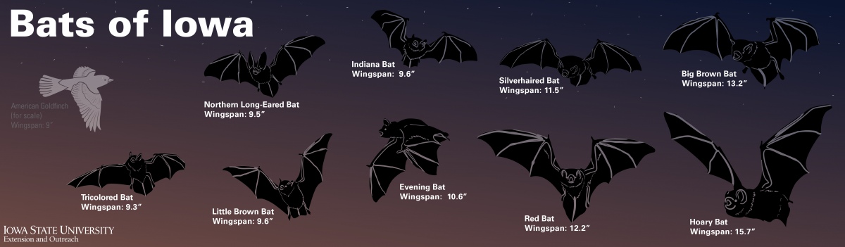 bats of Iowa