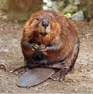 beaver on ground