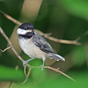 blackcapper chickadee