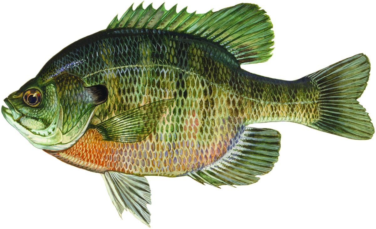 bluegill illustration