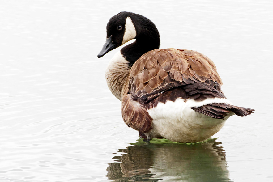 Canada goose on water