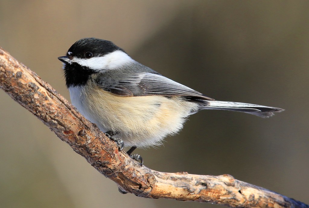 chickadee on branch