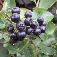 chokeberry bunch