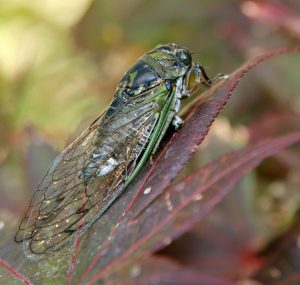 cicada close up