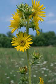 compass plant