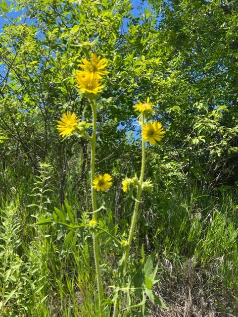 Tall compass plant