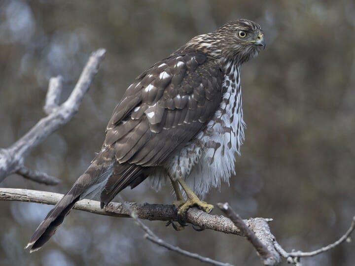 coopers hawk in tree