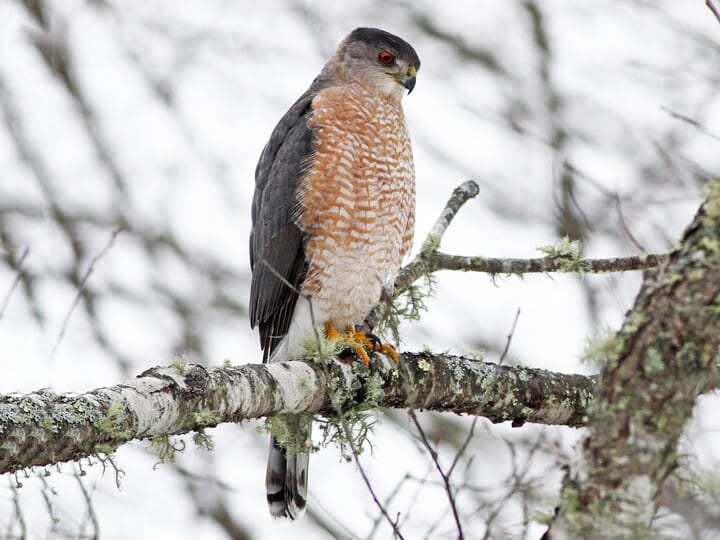 Cooper's hawk