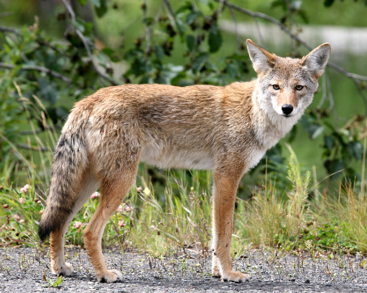 coyote standing on the dirt path facing the camera.