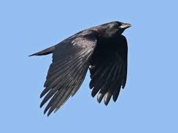 crow in flight