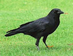 crow in grass