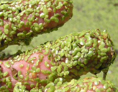duckweed on fingers