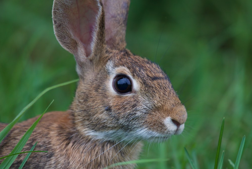 eastern cottontail bunny up close showing large eyes and ears.