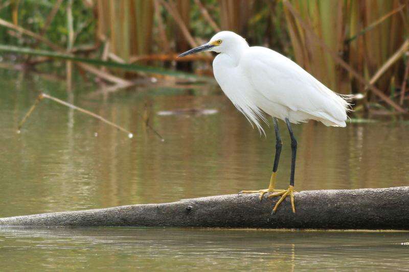 egret on branch in the water.