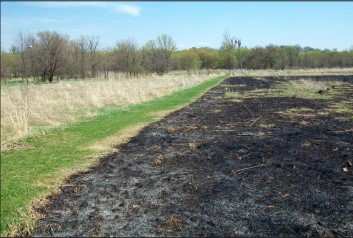 burnt area