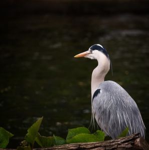 Great Blue Heron with dark background