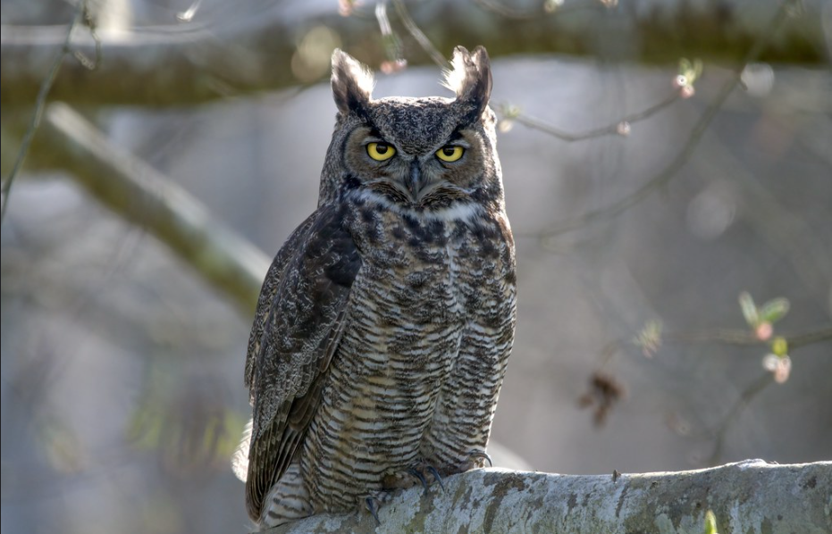 great horned owl