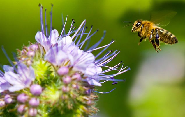 honeybee near flower